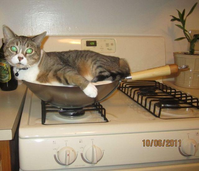 Коты и Кошки