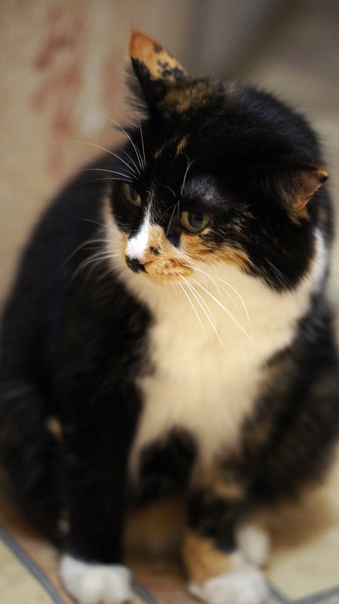 Котовторник 28.11.2017