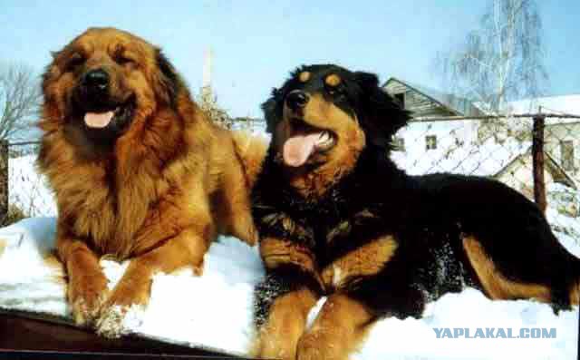 8 исчезнувших пород собак, которых не осталось даже на фотографиях