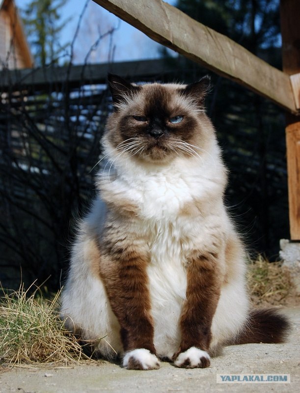 Котовторник на ЯПлакал!