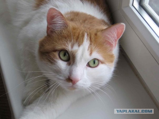 Котовторник на ЯПлакалъ