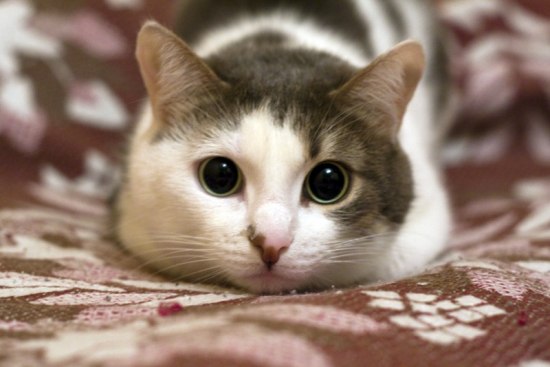Котовторник объявляется открытым!