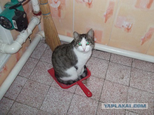 Первый КОТОВТОРНИК 2012