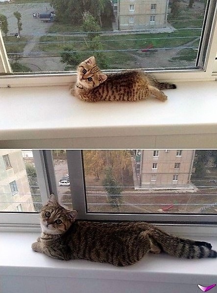Котофеев пост