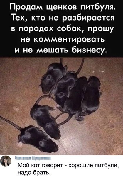 Юмор в картинках 11.11.2020 (2)
