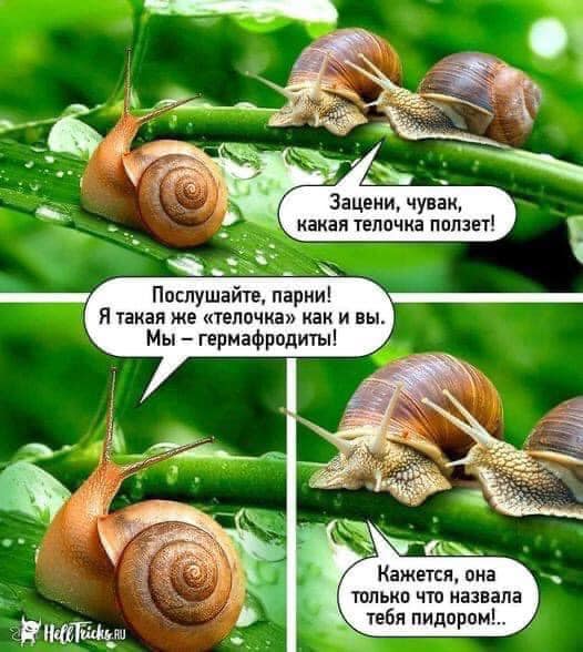 Чернушка и не только...
