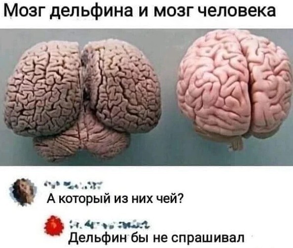 Баянисто-небаянистый юмор 15.08.21