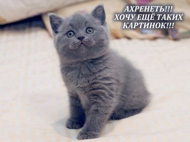 Разные котики