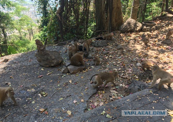 Мальчик и лев