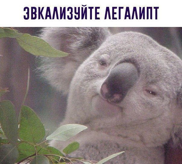Народная меДИЧина 1036