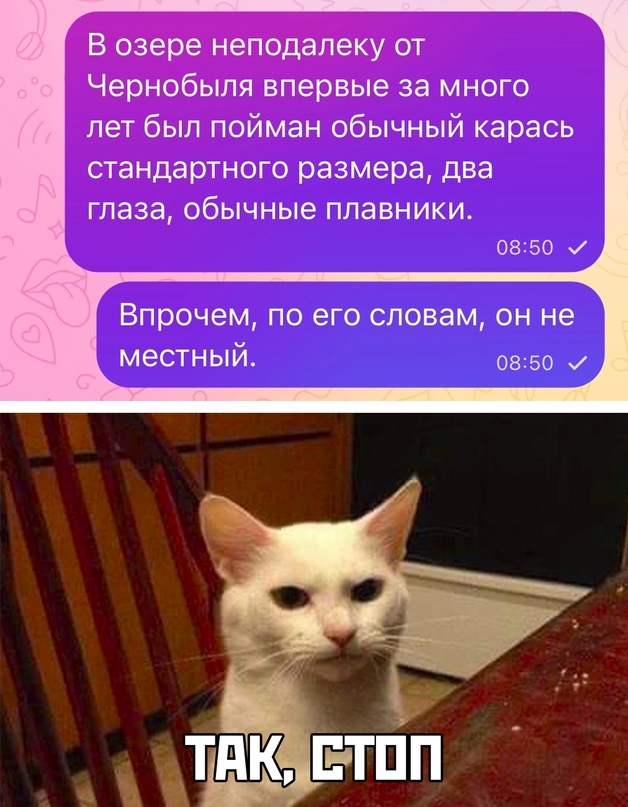 Весёлый полтишок 11.08.23