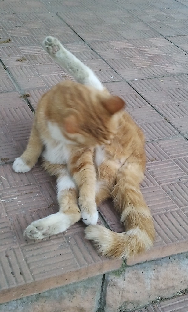 Котовторник 30.04.2013
