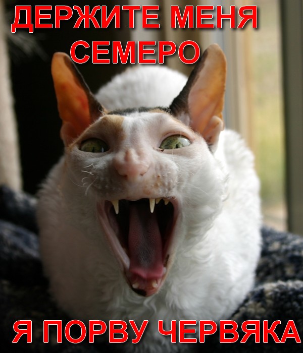 Спасение кота от удава