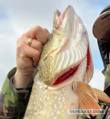 Сергея Безрукова заподозрили в браконьерстве