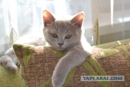 Котовторник 25.06.2013