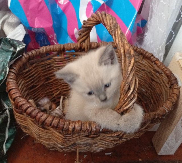 Ну, с котовторником!