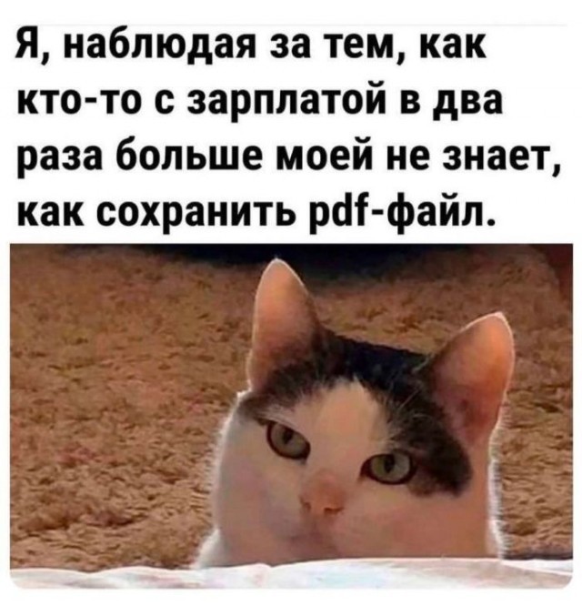 К котовторнику: подборка картинок-баянов с котиками и про котиков. Выпуск 36.