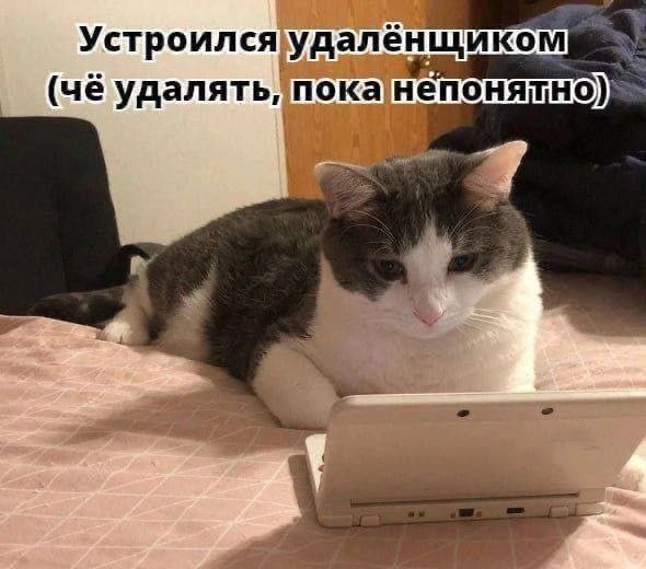 Картинки