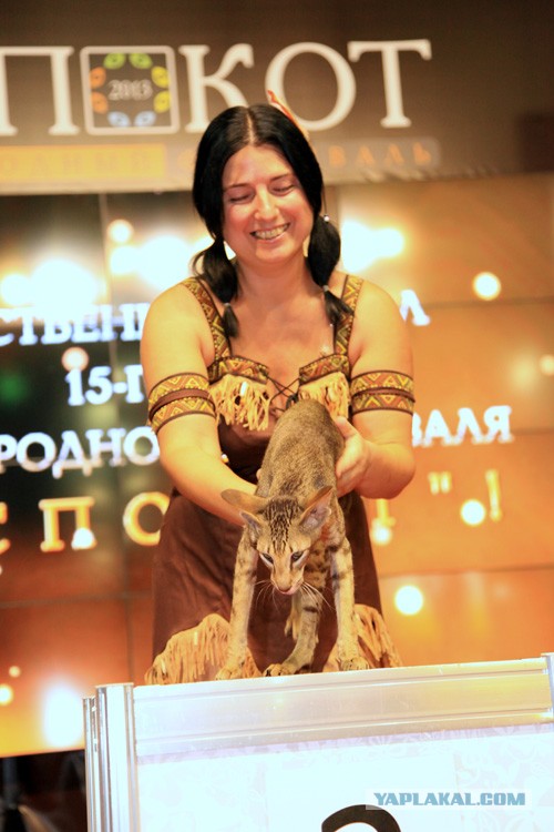 Выставка " Экспокот - 2013 "