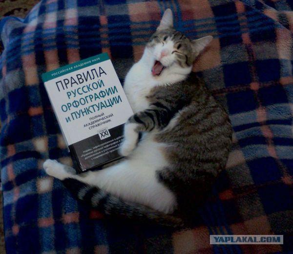 Котовторник  10.12.2013