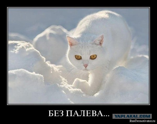 Демотиваторы вторника