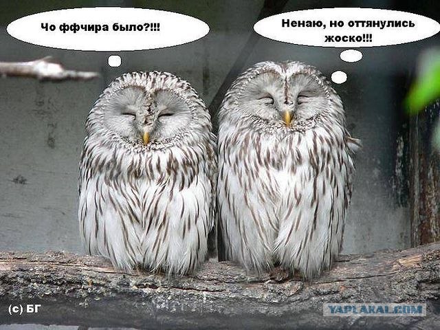 Совы тоже могут в мемы