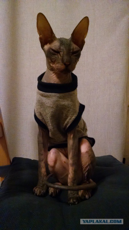 Привет кошатникам!