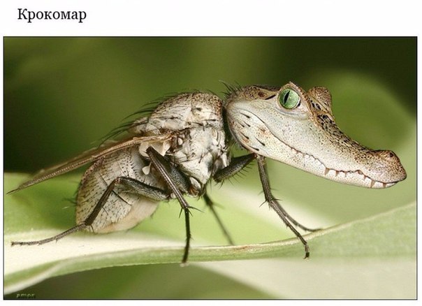 Подборка интересных и веселых картинок