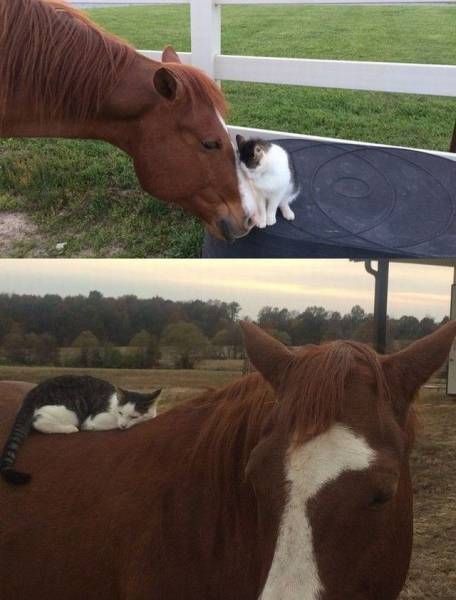 Интересные и веселые картинки