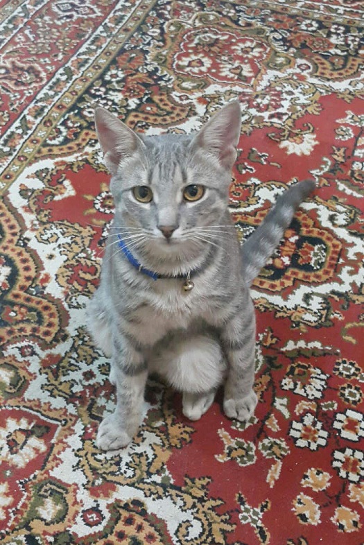 Котовторник  17.01.2017