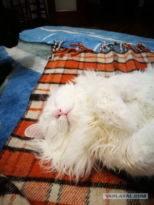 Котовторник 20.06.2017
