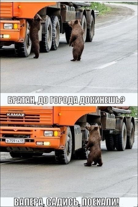 Подборка забавных животных