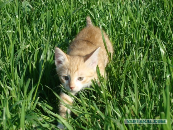 Котовторник: коты и... почти мыши