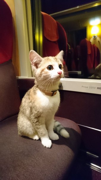 Прикольных котов пост