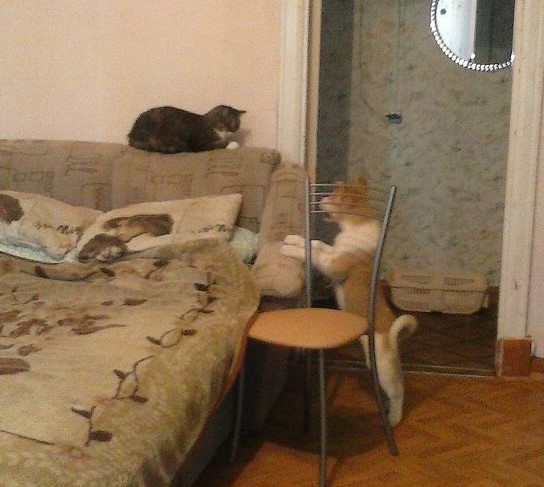 Эй, двуногий, убери это недоразумение с моей кровати