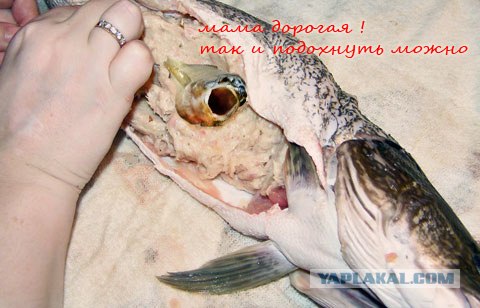 Фотожаба: "Чо?"