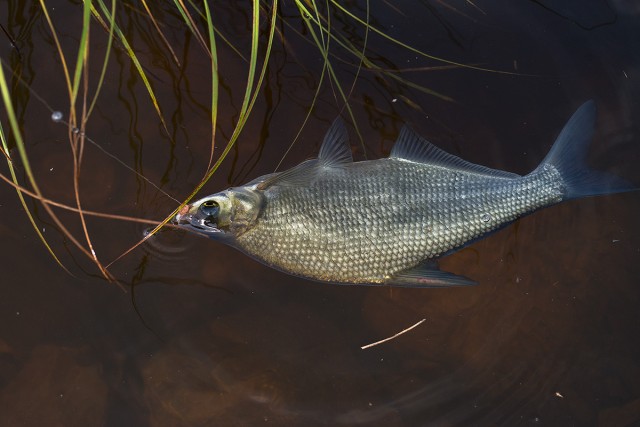 Лето, речка, караси