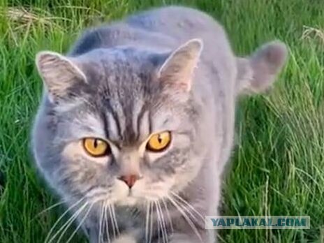 Серийного убийцу кошек приговорили к 2,5 годам тюрьмы.