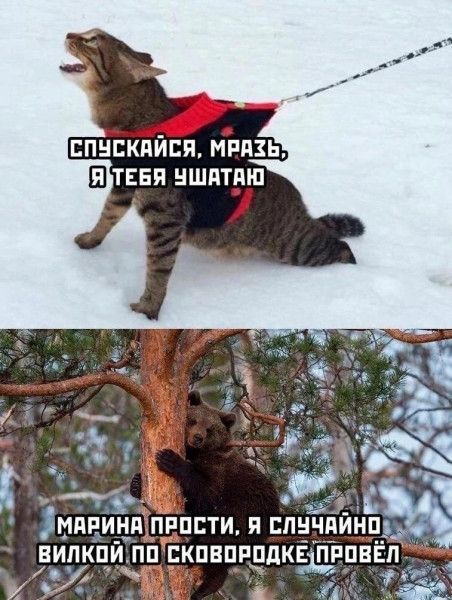 Весёлый полтишок 10.07.24