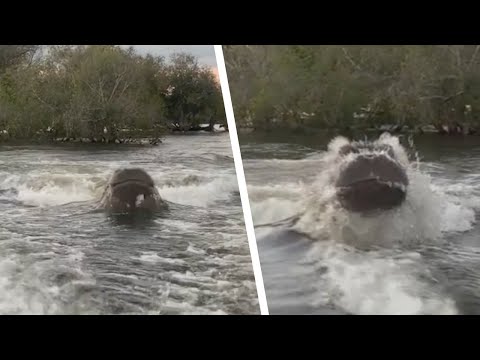 Бегемот напал на судно. 11 человек пропали без вести