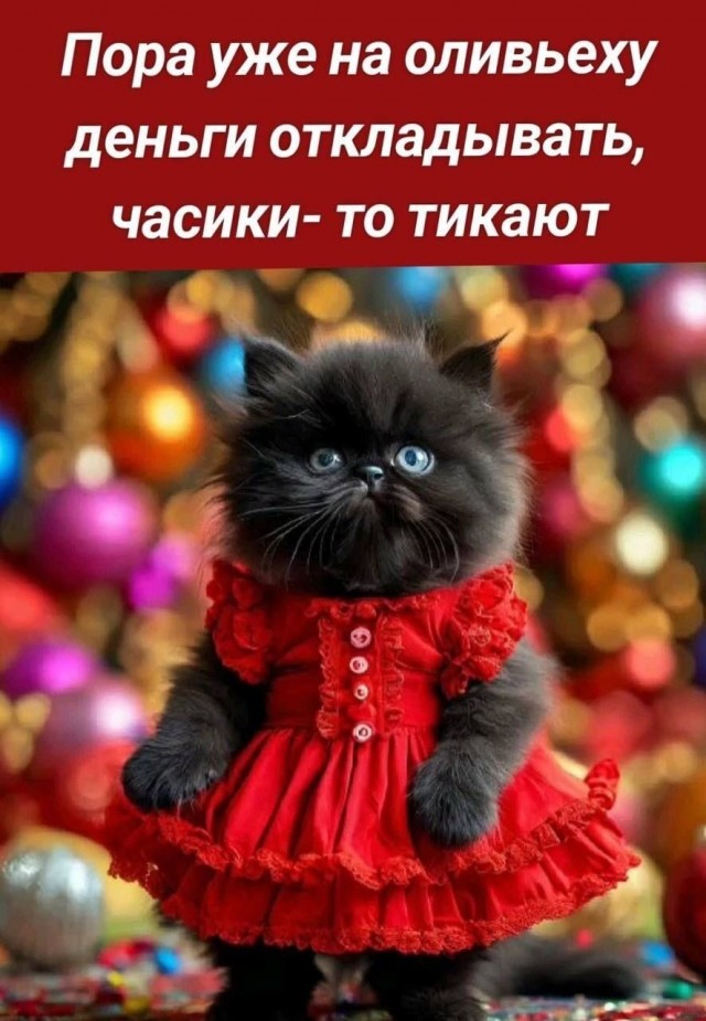 К котовторнику: подборка картинок-баянов с котиками и про котиков. Выпуск 25.
