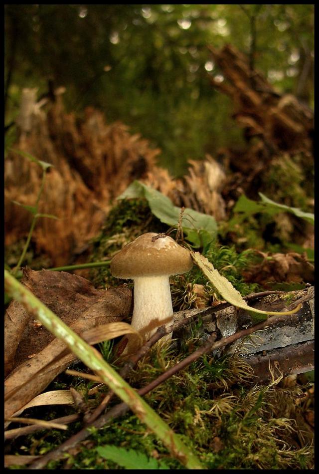 Осень - грибная пора