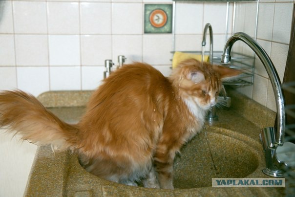 Котовторник 6.05.2014