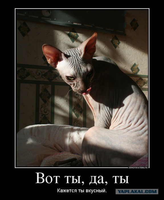 Инопланетное чудо