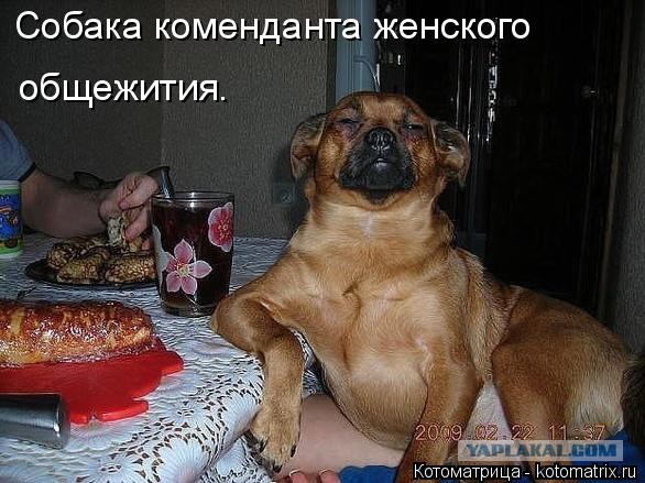 Собакочетверг 17.09.2015