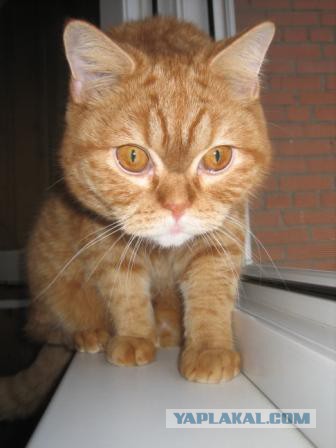 Котовторник 20.10.2015