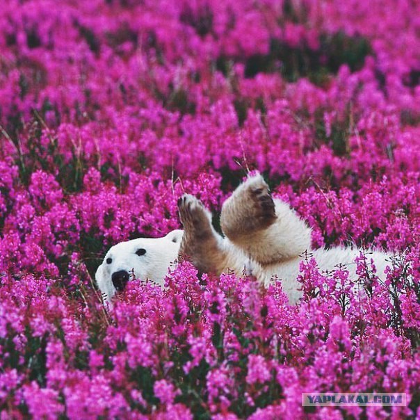 Белые медведи в цветах