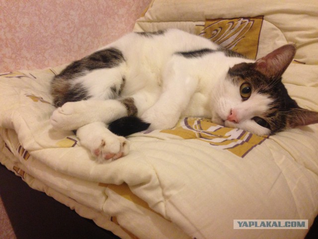 КотоВторник 26.04.2016