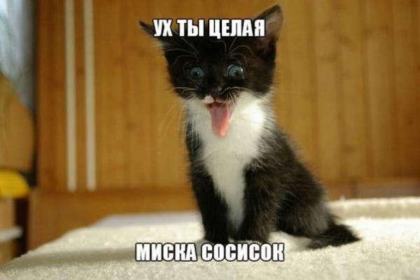 Коты из сети