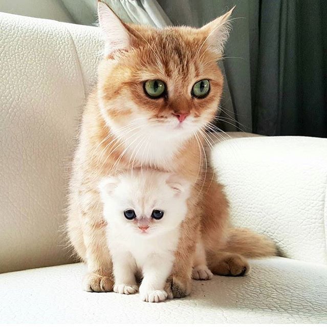 Коты из сети